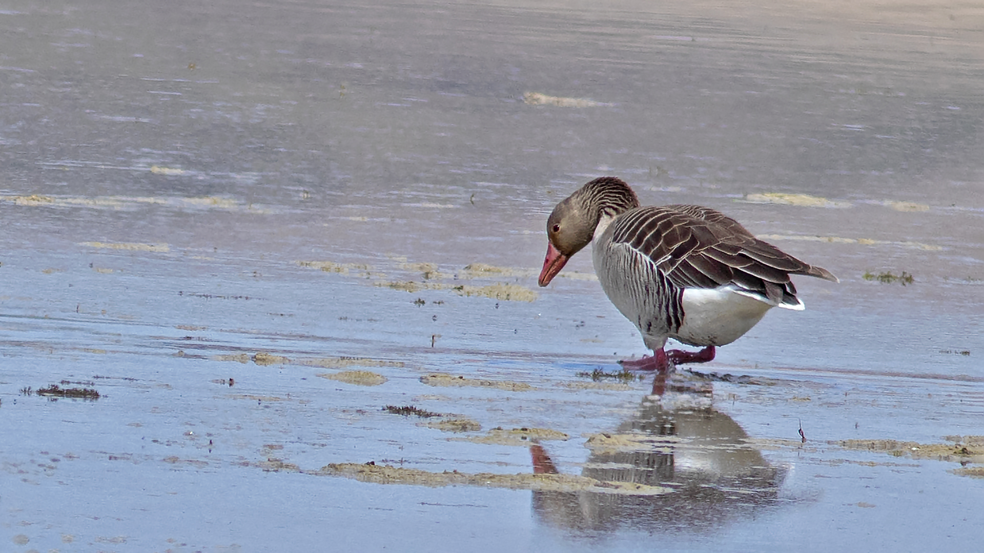 Graylag Goose — Ana fotoğraf